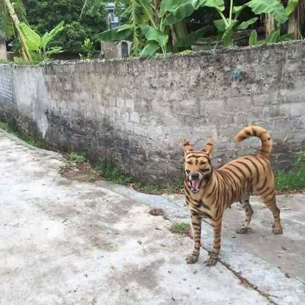 Chet cuoi voi nhung bo long ky di cua 