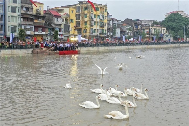 Nguoi phu nu than nhien vut banh cho thien nga an khien nhieu nguoi lac dau-Hinh-10