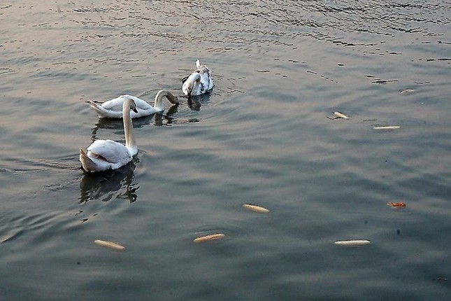 Nguoi phu nu than nhien vut banh cho thien nga an khien nhieu nguoi lac dau-Hinh-3