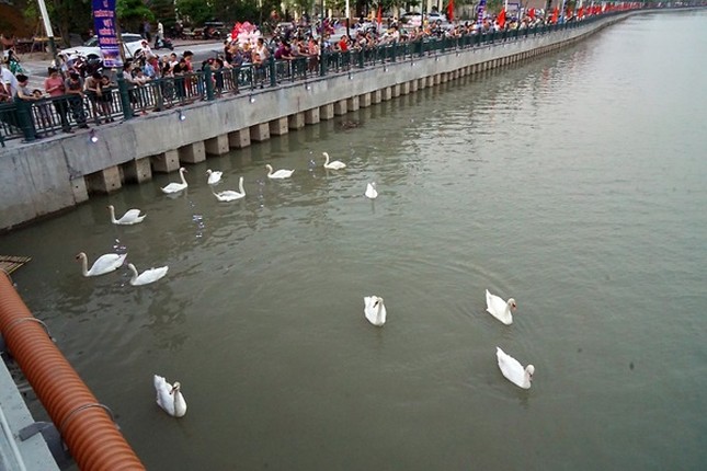 Nguoi phu nu than nhien vut banh cho thien nga an khien nhieu nguoi lac dau-Hinh-9