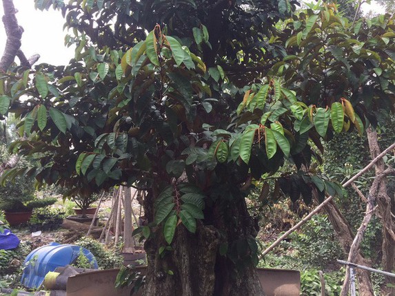 Vu sua bonsai co thu chung Tet gia 