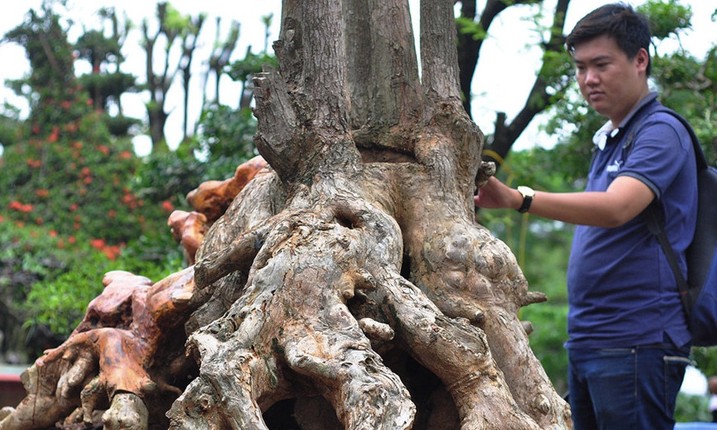 Vu sua bonsai co thu chung Tet gia 