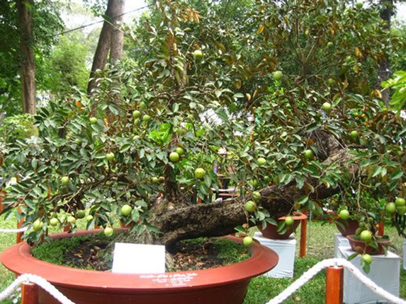 Vu sua bonsai co thu chung Tet gia 