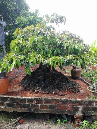 Vu sua bonsai co thu chung Tet gia 