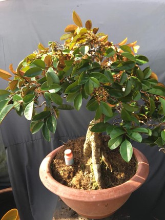 Vu sua bonsai co thu chung Tet gia 