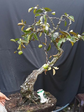 Vu sua bonsai co thu chung Tet gia 