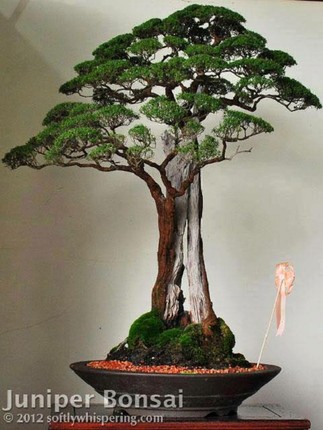 Loat tac pham kim sa tung bonsai dep me man long nguoi-Hinh-3