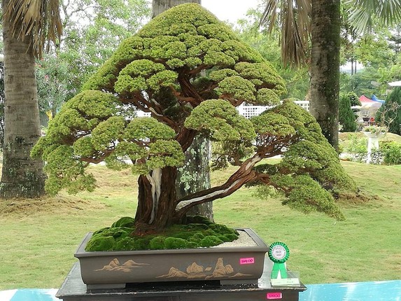 Loat tac pham kim sa tung bonsai dep me man long nguoi