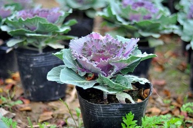 La mat bap cai cung len chau choi Tet Ky Hoi 2019-Hinh-8