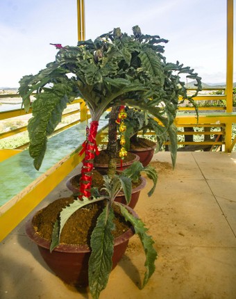 Loat rau cu duoc ho bien thanh bonsai doc la choi Tet-Hinh-3