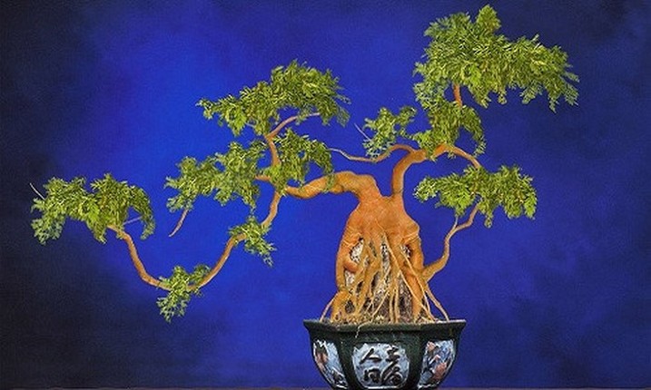 Loat rau cu duoc ho bien thanh bonsai doc la choi Tet-Hinh-6