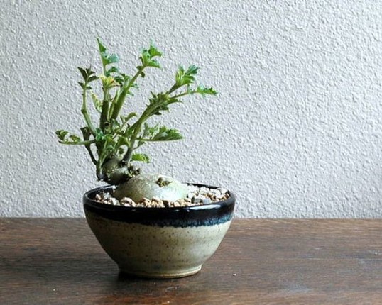 Loat rau cu duoc ho bien thanh bonsai doc la choi Tet-Hinh-7