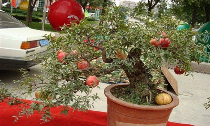 Nhung chau bonsai triu qua doc la choi Tet-Hinh-5