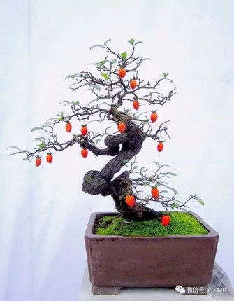 Nhung chau bonsai triu qua doc la choi Tet