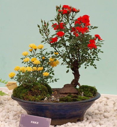 Bonsai hoa Nhat Ban sieu dep, thom ngat ngay-Hinh-2