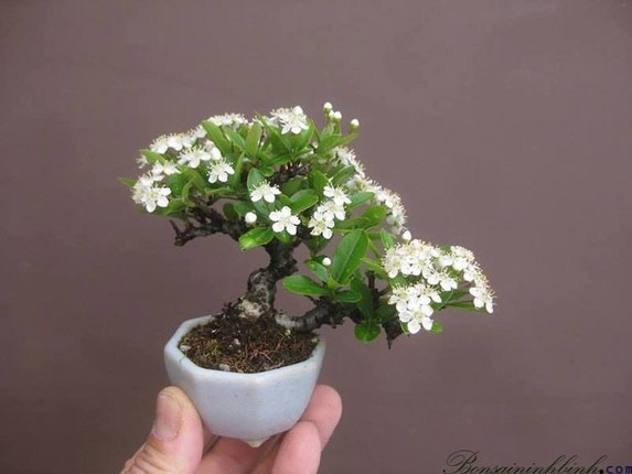 Bonsai hoa Nhat Ban sieu dep, thom ngat ngay-Hinh-5