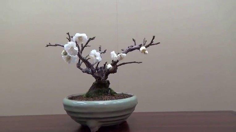 Bonsai hoa Nhat Ban sieu dep, thom ngat ngay-Hinh-8