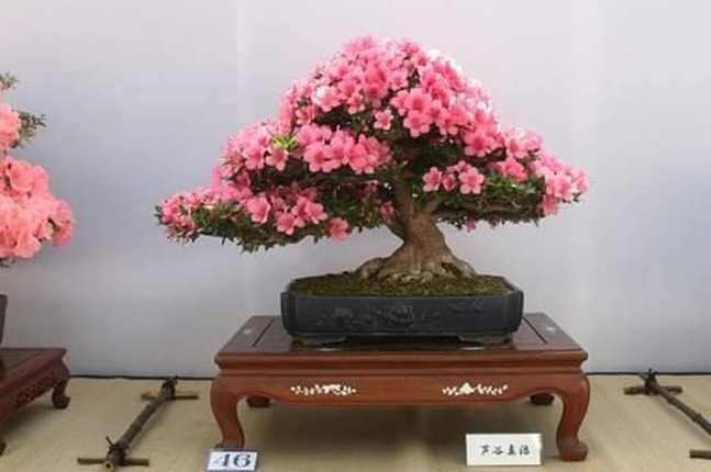 Bonsai hoa Nhat Ban sieu dep, thom ngat ngay