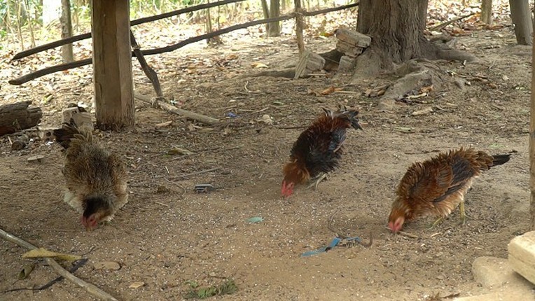 Ga long nguoc ky la gia tien trieu van hut khach mua-Hinh-11