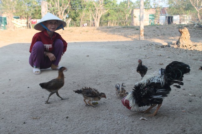 Ga long nguoc ky la gia tien trieu van hut khach mua-Hinh-7