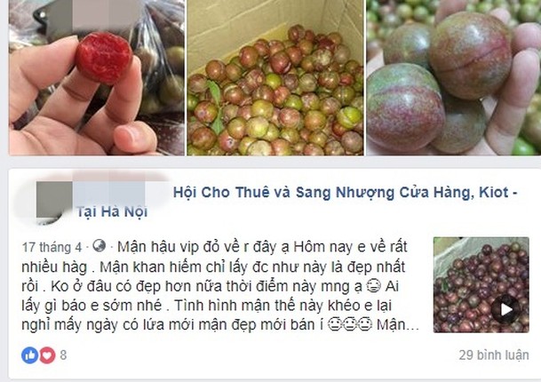 Man Moc Chau dau mua gia “chat” nhung khach van tranh mua-Hinh-2