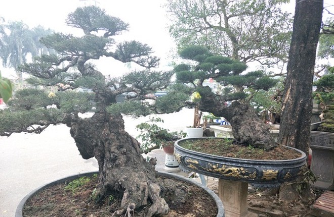 Thu gian voi nhung the doc la cua Bonsai phi lao-Hinh-10