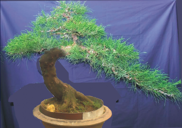 Thu gian voi nhung the doc la cua Bonsai phi lao-Hinh-3