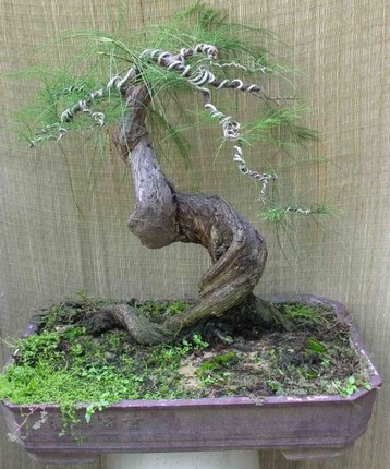 Thu gian voi nhung the doc la cua Bonsai phi lao-Hinh-4