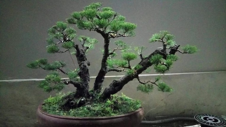 Thu gian voi nhung the doc la cua Bonsai phi lao-Hinh-6