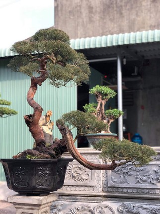 Thu gian voi nhung the doc la cua Bonsai phi lao-Hinh-7