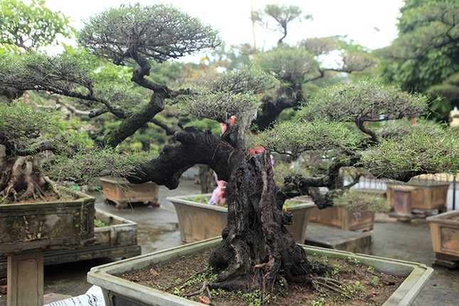 Thu gian voi nhung the doc la cua Bonsai phi lao-Hinh-8