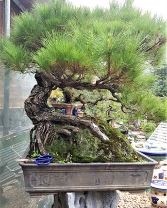 Thu gian voi nhung the doc la cua Bonsai phi lao