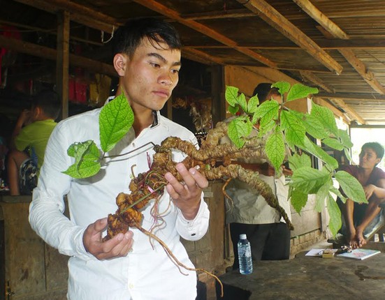 100 tuoi, tri gia tien ti, cu sam Ngoc Linh nay xung dang la bau vat-Hinh-4