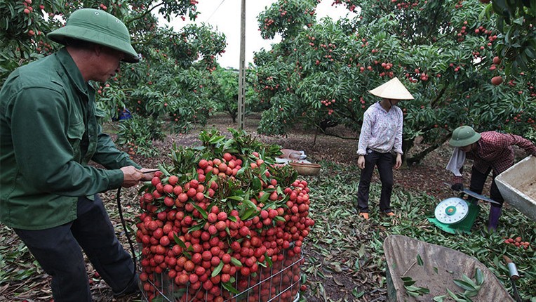 Nho vai thieu Luc Ngan, bac nong dan nay mot phut len tien thanh ty phu-Hinh-5