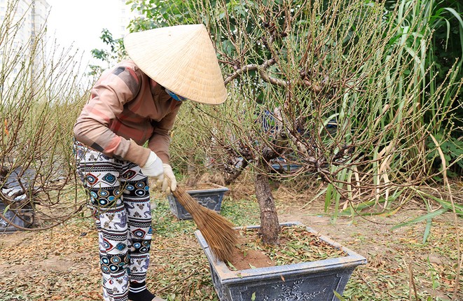 Dao, buoi sai triu qua chuan bi cho mua Tet-Hinh-2