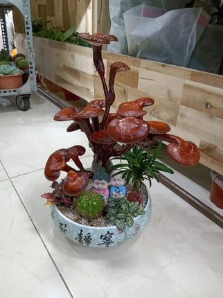 Chan cay canh, dai gia san nam linh chi bonsai choi Tet-Hinh-2