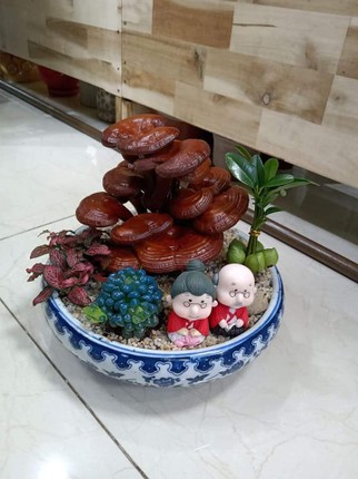 Chan cay canh, dai gia san nam linh chi bonsai choi Tet-Hinh-7