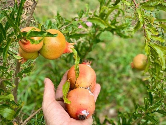 Ca si My Le khoe 2 khu vuon du loai qua o Duc va Viet Nam-Hinh-4