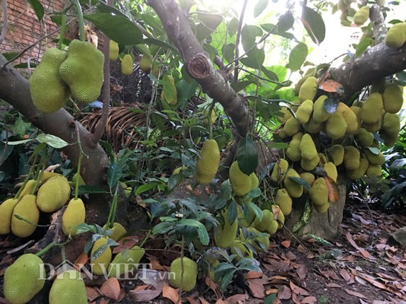 Nhung loai cay sieu de, thu hang tram trieu dong moi nam