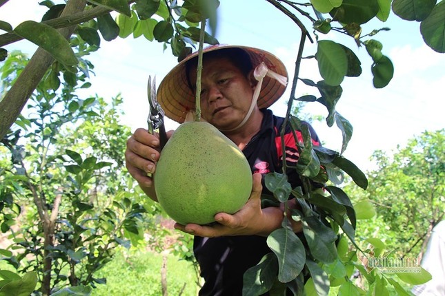 Chua duoc phep ban buoi la ruby 300.000/qua o mien Tay?-Hinh-4