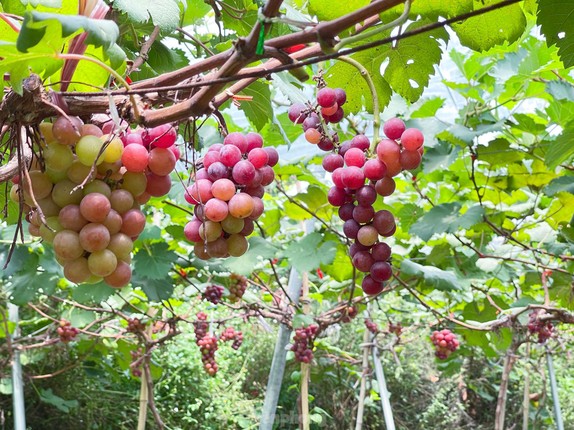 Can canh nong trai nho triu qua giua Ha Noi-Hinh-2