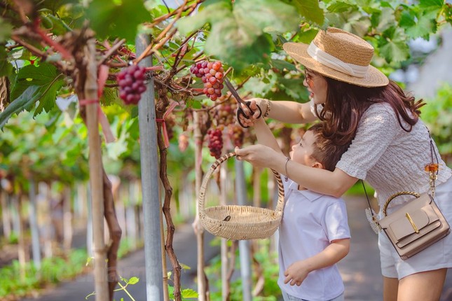 Can canh nong trai nho triu qua giua Ha Noi-Hinh-5