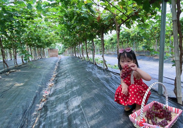 Can canh nong trai nho triu qua giua Ha Noi-Hinh-6