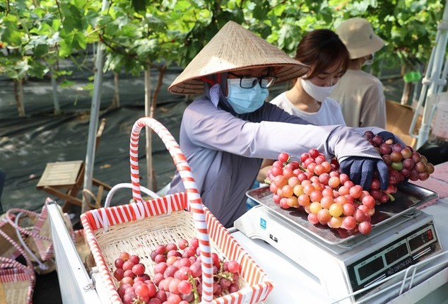 Can canh nong trai nho triu qua giua Ha Noi-Hinh-7