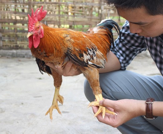 Nhung loai ga tien vua gia 'chat' lai duoc gioi nha giau san lung-Hinh-9