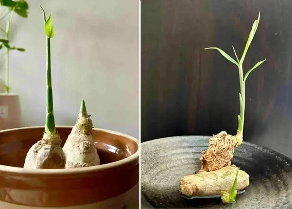 View - 	Ngắm loạt gừng bonsai siêu đẹp khiến chị em mê mẩn 