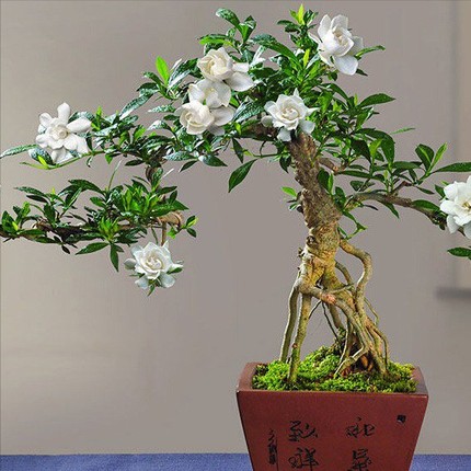 Nhung goc bonsai tu cay dai ven suoi giup nguoi dan hot bac-Hinh-3