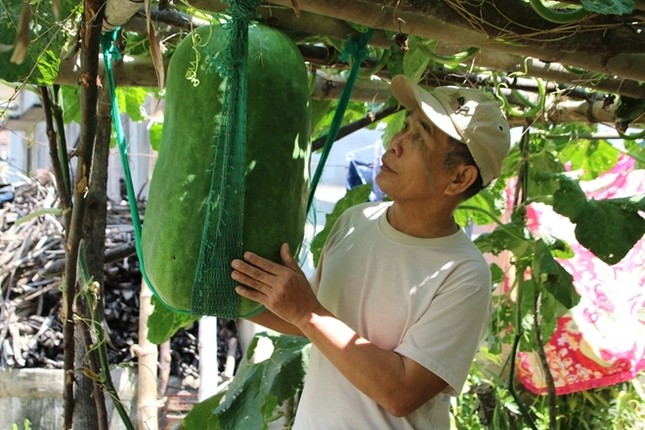 Nhieu loai qua khong lo mang lai thu nhap lon cho ba con nong dan-Hinh-3