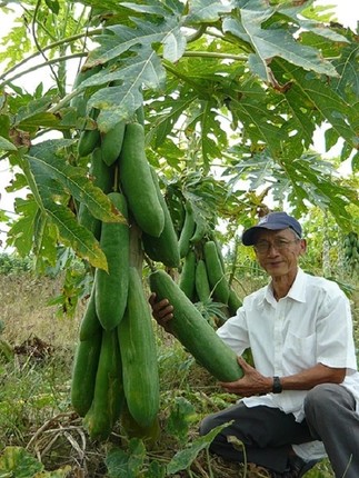 View - 	Những loại quả khổng lồ giúp nông dân Việt “hái ra tiền” 