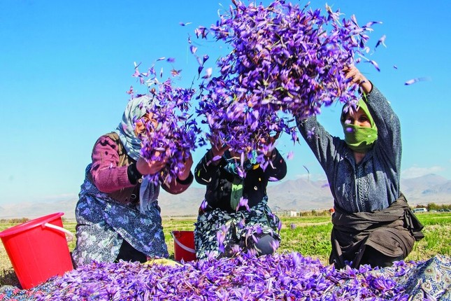 Dot nhap thu phu san xuat “vang do” hang ty dong/kg tai Iran-Hinh-3